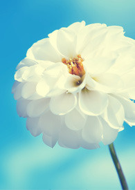 ��;����(NPH ���� NTR ��2in1)